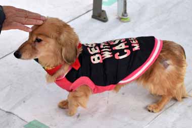 f:id:animal_protections:20150324234741j:image