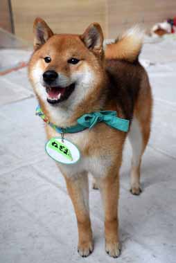 f:id:animal_protections:20150324234745j:image