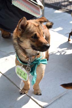 f:id:animal_protections:20150328192038j:image f:id:animal_protections:20150328192038j:image