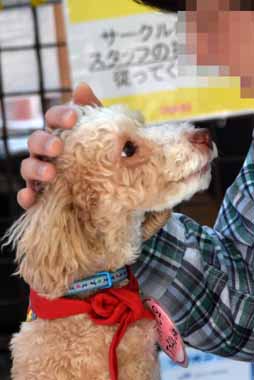 f:id:animal_protections:20150508182602j:image