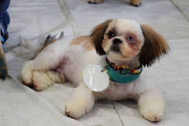 f:id:animal_protections:20150518173928j:image