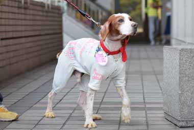 f:id:animal_protections:20150520152015j:image f:id:animal_protections:20150520152015j:image
