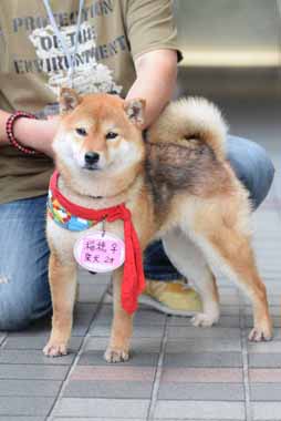 f:id:animal_protections:20150526132202j:image