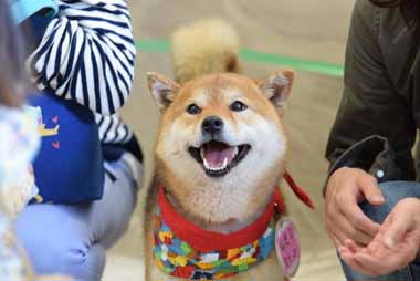 f:id:animal_protections:20150526132204j:image