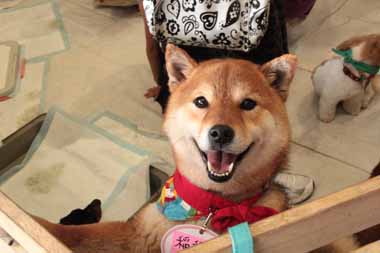 f:id:animal_protections:20150526132205j:image