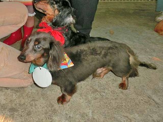 f:id:animal_protections:20150629164618j:image f:id:animal_protections:20150629164618j:image