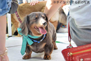 f:id:animal_protections:20150629164620j:image f:id:animal_protections:20150629164620j:image