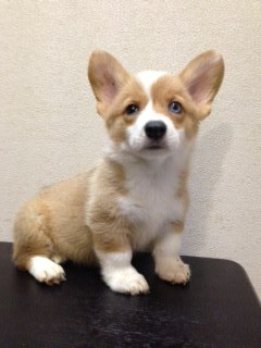 f:id:animal_protections:20150809110854j:image