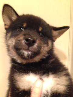 f:id:animal_protections:20150906223611j:image