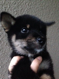 f:id:animal_protections:20150906223613j:image