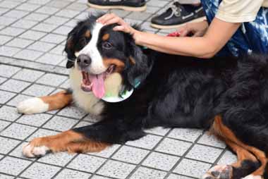 f:id:animal_protections:20150910130318j:image f:id:animal_protections:20150910130318j:image