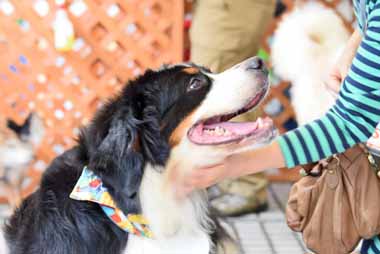 f:id:animal_protections:20150910130319j:image f:id:animal_protections:20150910130319j:image
