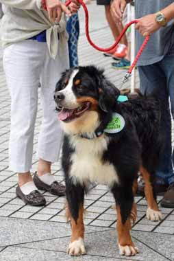 f:id:animal_protections:20150910130321j:image f:id:animal_protections:20150910130321j:image