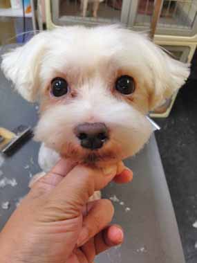 f:id:animal_protections:20151022224716j:image f:id:animal_protections:20151022224716j:image