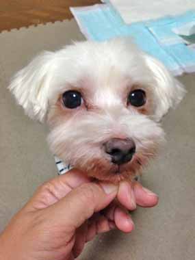 f:id:animal_protections:20151022224717j:image f:id:animal_protections:20151022224717j:image