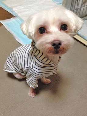 f:id:animal_protections:20151022224718j:image f:id:animal_protections:20151022224718j:image
