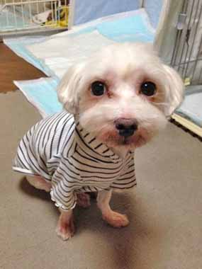 f:id:animal_protections:20151022224719j:image f:id:animal_protections:20151022224719j:image