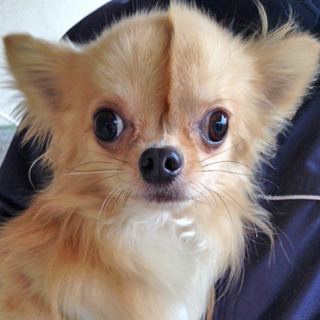 f:id:animal_protections:20151118100037j:image