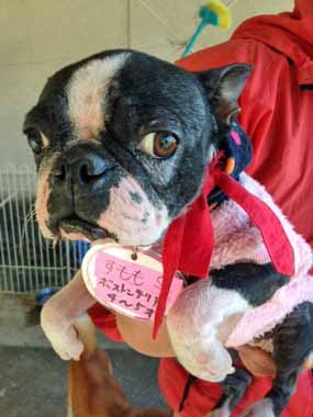 f:id:animal_protections:20151130133352j:image