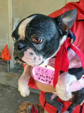 f:id:animal_protections:20151130133353j:image