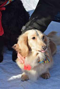 f:id:animal_protections:20151224144938j:image f:id:animal_protections:20151224144938j:image