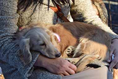 f:id:animal_protections:20151224144940j:image f:id:animal_protections:20151224144940j:image