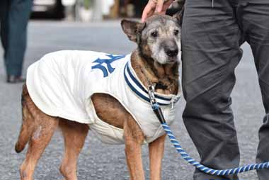 f:id:animal_protections:20151224145250j:image
