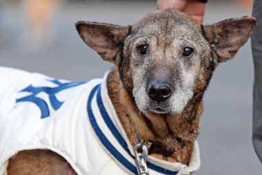 f:id:animal_protections:20151224145251j:image