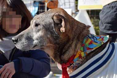 f:id:animal_protections:20151224145252j:image