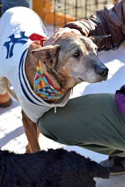 f:id:animal_protections:20151224145253j:image