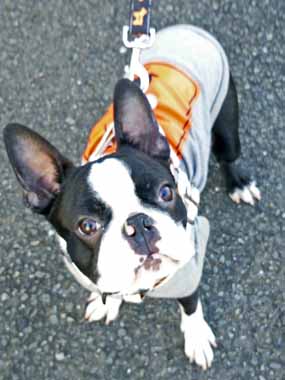 f:id:animal_protections:20160112123345j:image