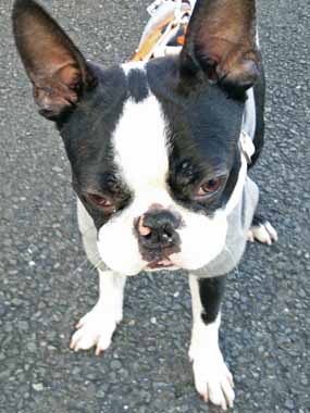 f:id:animal_protections:20160112123347j:image