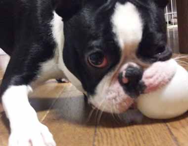 f:id:animal_protections:20160112123348j:image