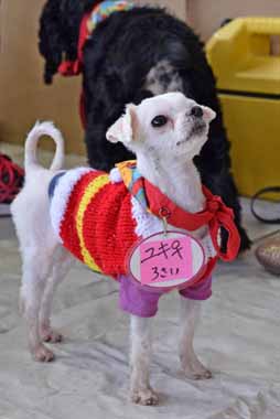 f:id:animal_protections:20160112123355j:image f:id:animal_protections:20160112123355j:image