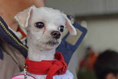f:id:animal_protections:20160112123359j:image f:id:animal_protections:20160112123359j:image