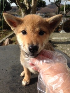 f:id:animal_protections:20160112123400j:image