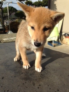 f:id:animal_protections:20160112123401j:image