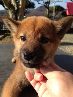 f:id:animal_protections:20160204125140j:image