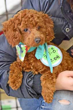 f:id:animal_protections:20160204130103j:image