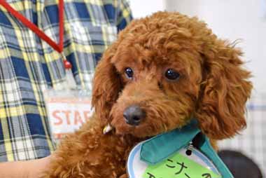 f:id:animal_protections:20160204130104j:image