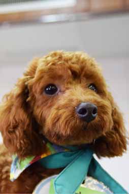 f:id:animal_protections:20160204130106j:image