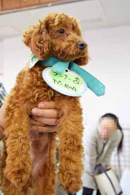 f:id:animal_protections:20160204130107j:image