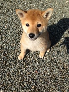 f:id:animal_protections:20160215111656j:image f:id:animal_protections:20160215111656j:image