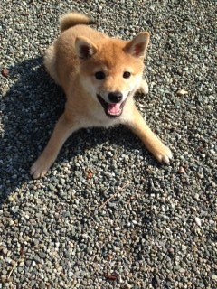 f:id:animal_protections:20160215111657j:image f:id:animal_protections:20160215111657j:image