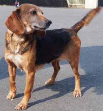 f:id:animal_protections:20160225220724j:image
