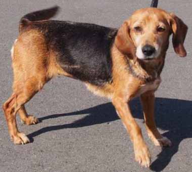 f:id:animal_protections:20160225220725j:image