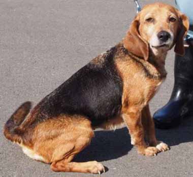 f:id:animal_protections:20160225220726j:image