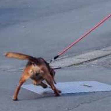 f:id:animal_protections:20160225220738j:image
