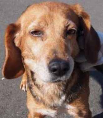 f:id:animal_protections:20160225220739j:image