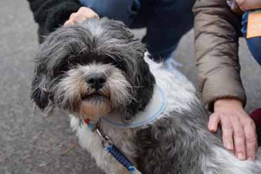 f:id:animal_protections:20160311144630j:image f:id:animal_protections:20160311144630j:image